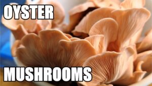 Oyster Mushroom Harvest & Questions