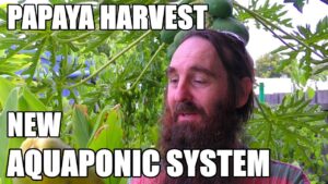 Papaya Harvest & New Aquaponics Plans