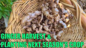 Perennial Ginger Harvest & Planting out Next Seasons Crop