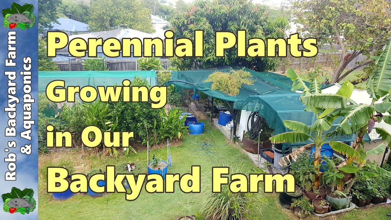 Perennial Plants in our Backyard Farm / Urban Farm