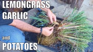 Planting Garlic & Potatoes, Dividing Lemongrass & Wicking Garden Round Up