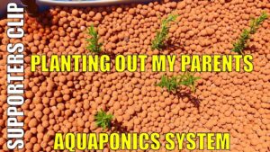 Planting out my Parents Aquaponics System