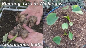 Planting out taro in wicking garden & aquaponics beds.