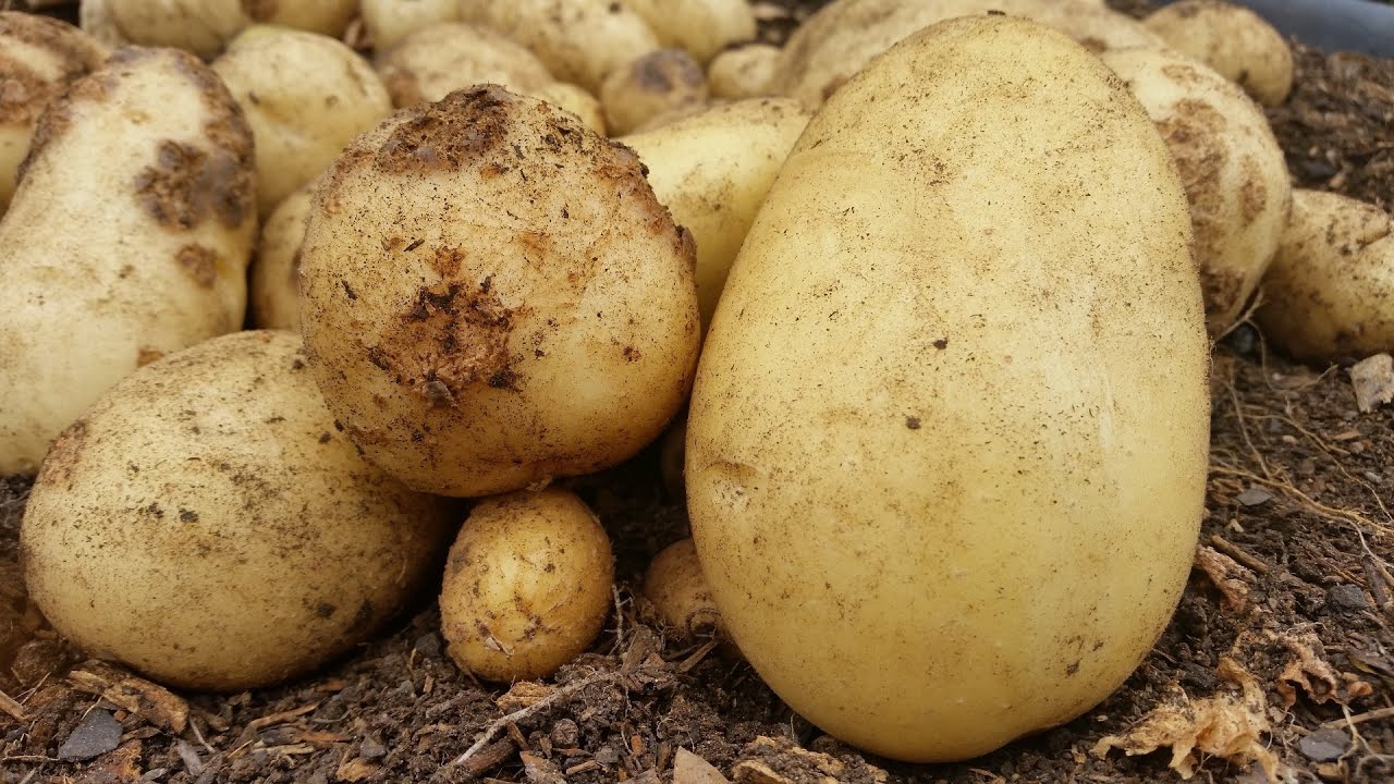 Potato harvest & Common Scab infection. Featuring a very Warty spud.