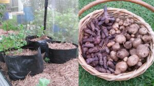 Potato harvest (of sorts) form the Backyard Farm, January 2015..