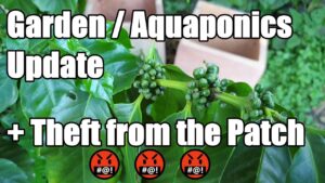 Pouch Garden & Aquaponics Update  + Theft from the Patch