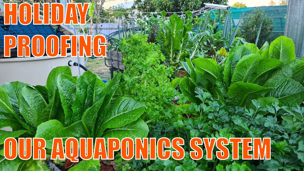 Preparing Our Aquaponics System for a Week Long Holiday