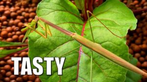 Preying Mantis Visit & Munches On Grasshopper in Aquaponics + Update