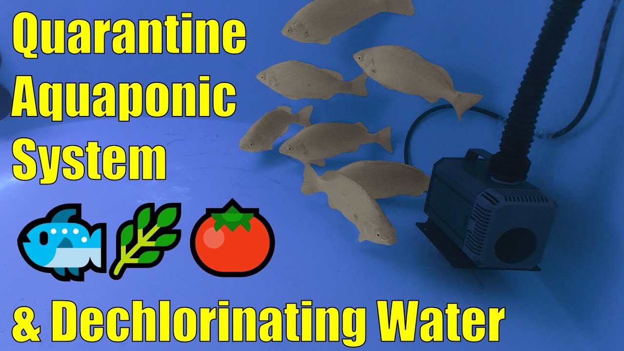 Aquaponics Quarantine System for New Fish & Dechlorinating Water with Ascorbic Acid