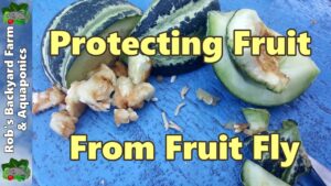 Queensland Fruit Fly Protecting Fruit - Our Organic Method