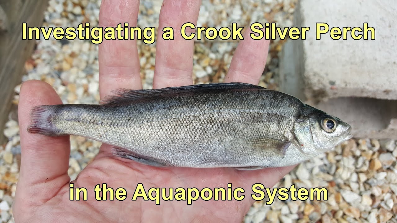 Investigating a Crook Silver Perch in the Aquaponics. Possible Paintbrush Tail Deformity.