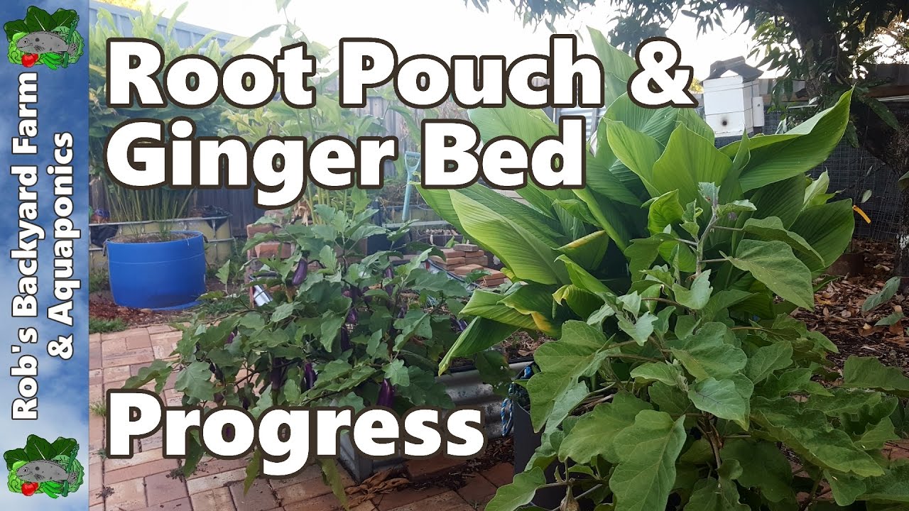 Root Pouch & Ginger Bed Progress - Garden Update