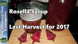 Rosella Syrup Last Harvest for 2017