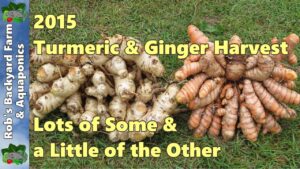 First Turmeric & Ginger Harvest of 2015,  Lots of some & a little of the other.