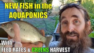 Aquaponics System | NEW FISH, Feed Rates & MORE 🐟🌱🌱