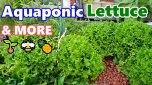 Saving Lettuce seeds, Aquaponics & Pineapple flowers | BACKYARD FARM Update