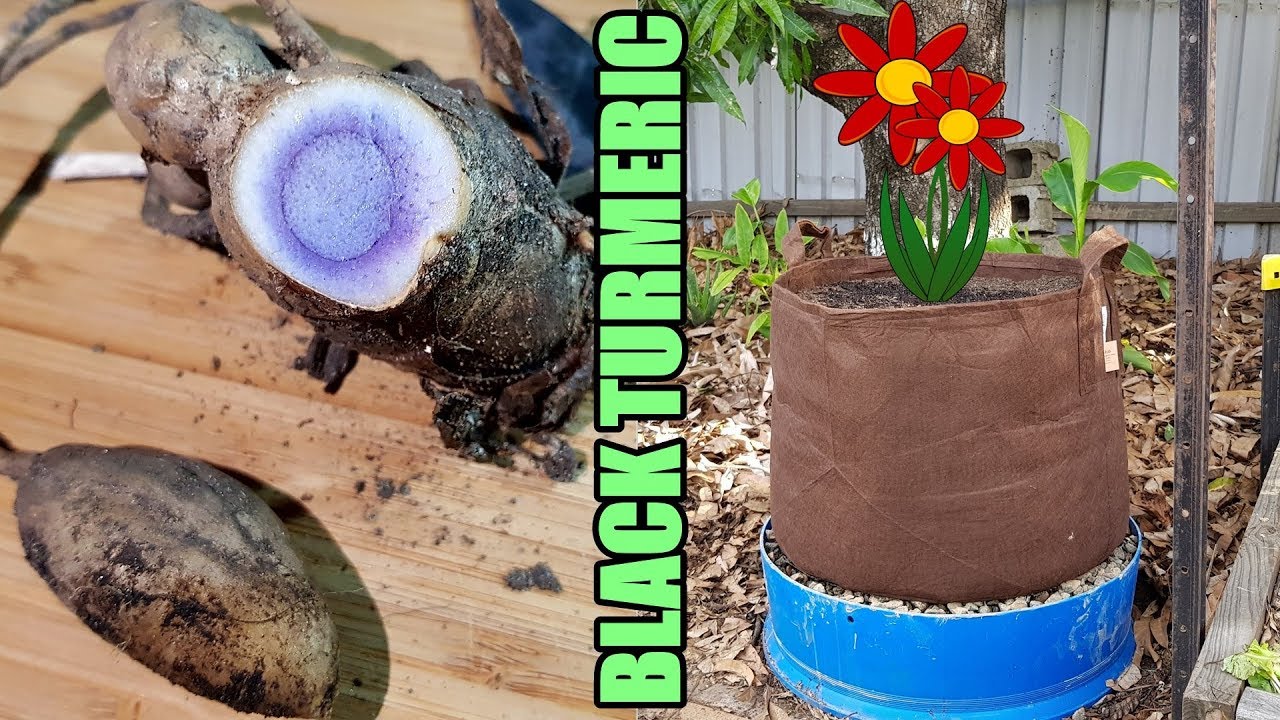 Self Watering / Wicking Root Pouch reservoir & Planting Black Turmeric