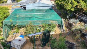Shade House Build & 1st Blueberry Harvest for the Season