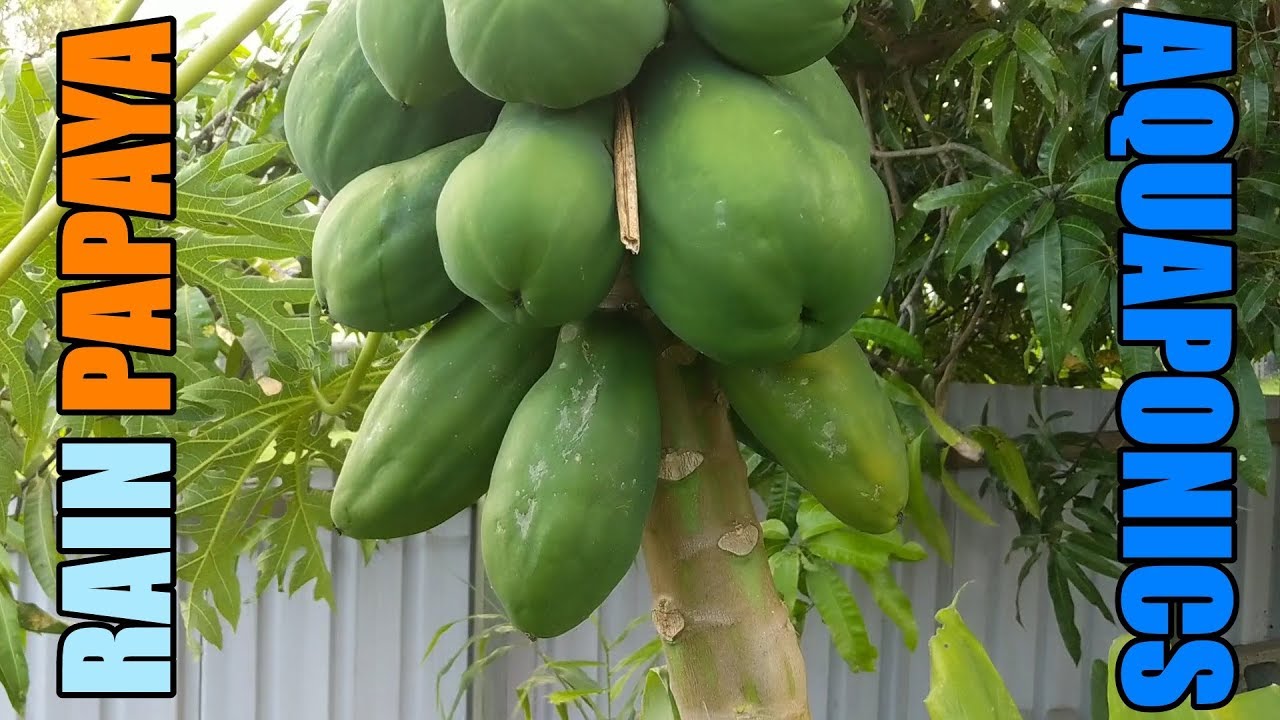 Small Papaya Harvest & Over Flowing Aquaponic System