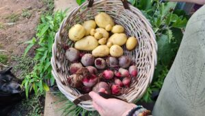Small Potato Harvest & Mini Update On the Backyard