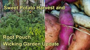 Sweet Potato Harvest & Wicking Root Pouch Garden Update. Feb 2016