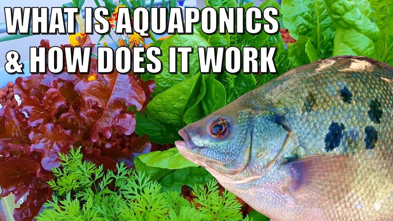 What is Aquaponics & How Does it Work? 🐟 🌱🍅