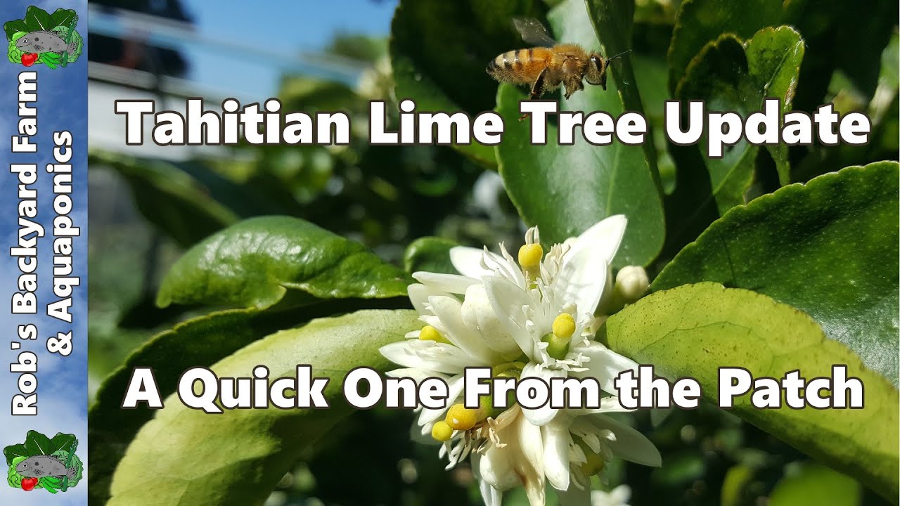 Tahitian Lime Tree Update. July 2016