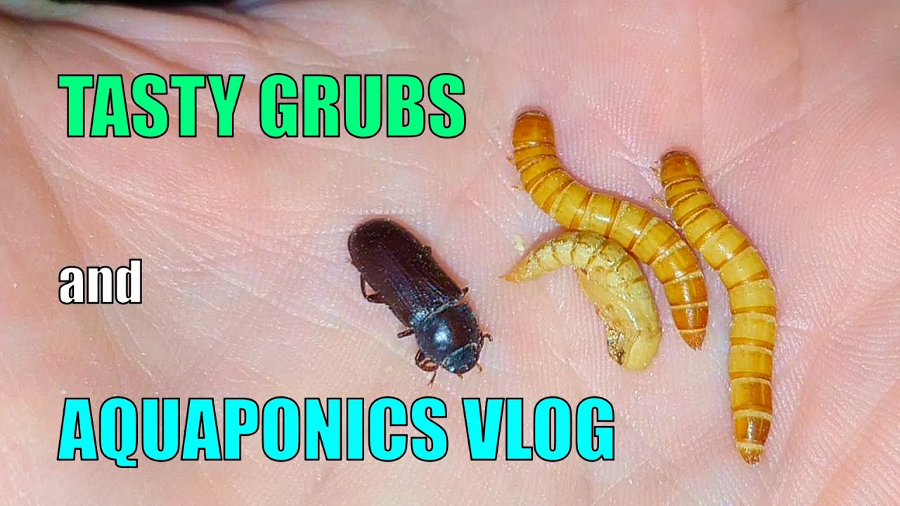 Tasty Grubs & Aquaponics - Mid February Vlog