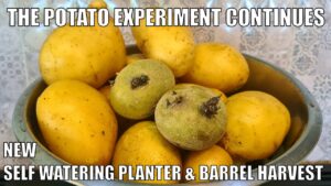 The Potato Experiment Continues | Planting - Harvest - Aquaponic Spuds