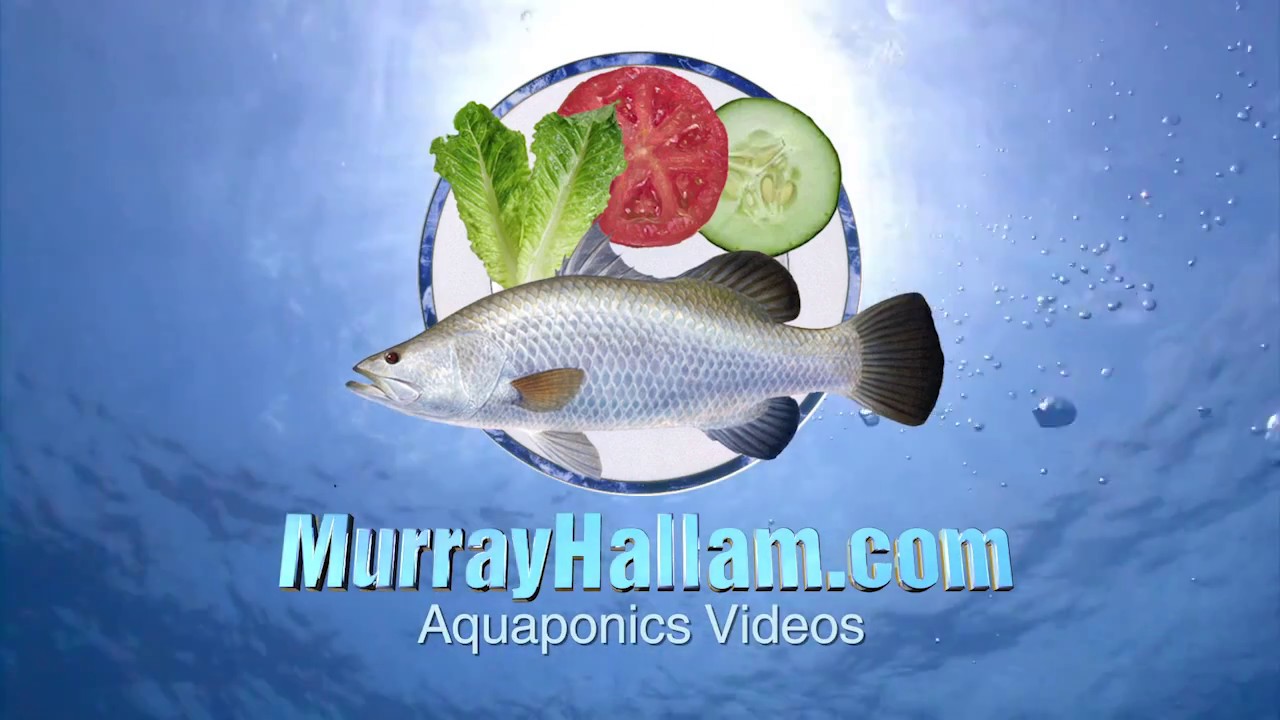 The Realities of Commercial Aquaponics