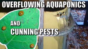 Too Much Rain & Pests in Aquaponics System