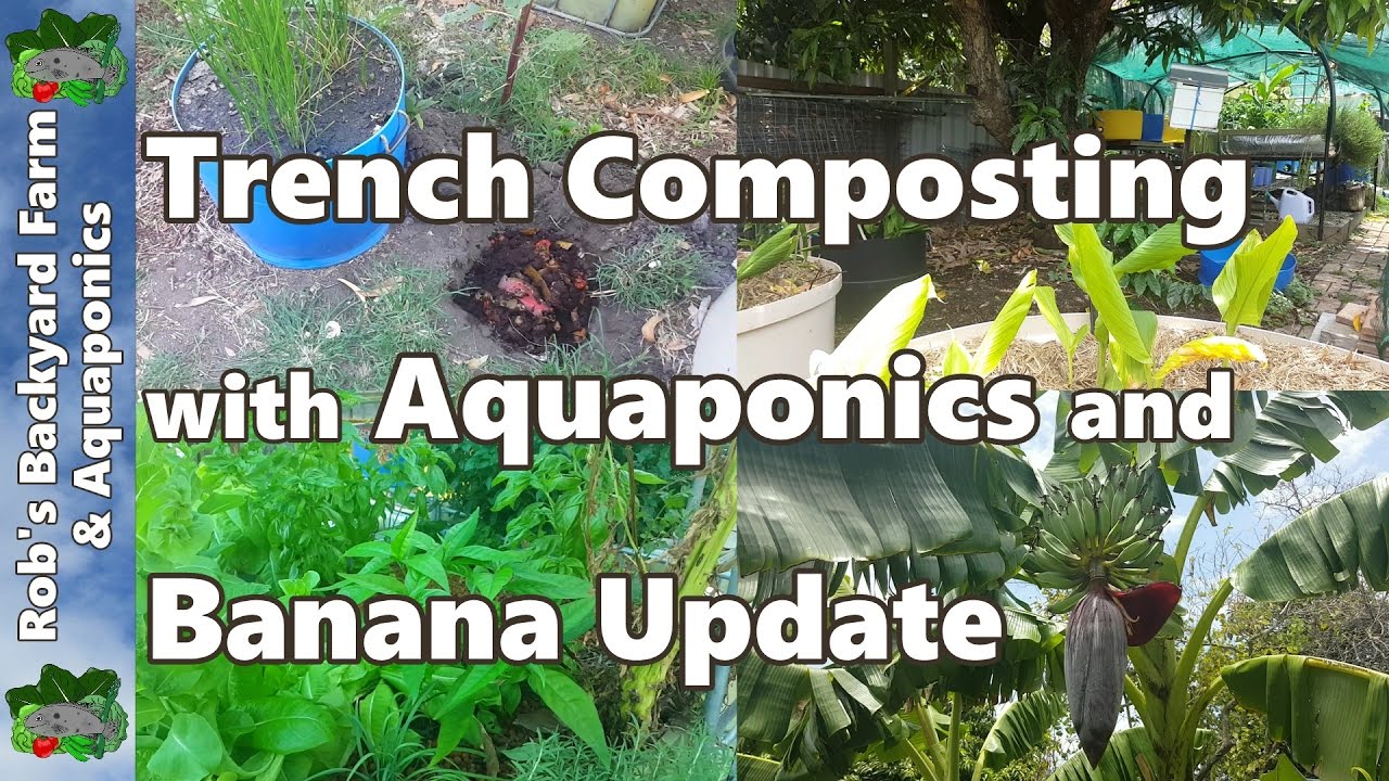 Trench Composting with Aquaponics and Banana Update