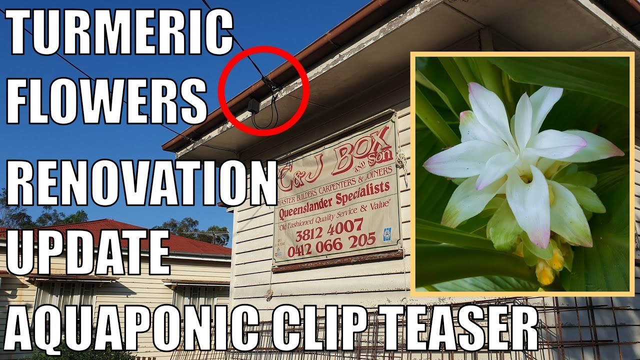 Turmeric Flowers House & Upcoming Clip