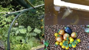Aquaponic Vlog 17, Early Winter edition with lazy fish & tomatoes. June 2015.