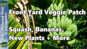 Urban Farm Front Yard Wicking Garden Update - Squash,  Bananas + More