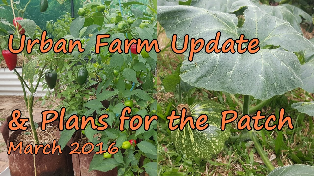 Urban Farm Update. Start of the Cool Season in the Patch. 2016