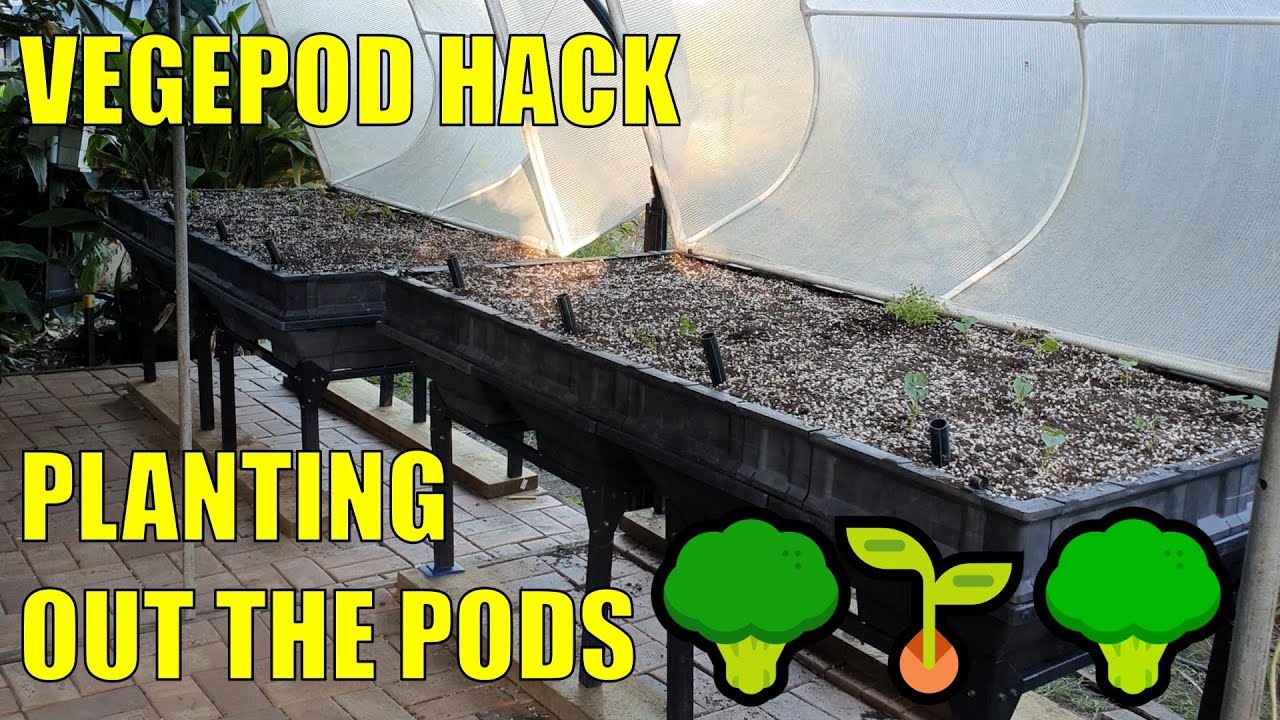 Vegepod to Wicking Bed Hack + Planting Them Out