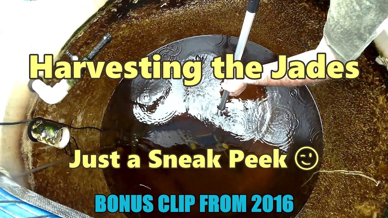 Harvesting the Jades - A sneak Peek - Supporters Aquaponics Clip October 2016
