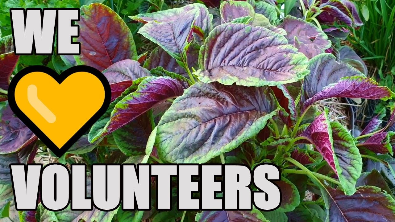 Volunteer Plants from Our Patch | The Gift That Keep On Growing