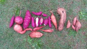 Volunteer sweet potato harvest for 2013..
