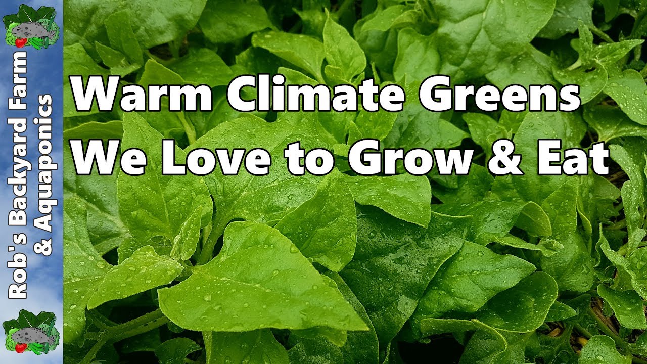 Warm Climate Greens We Love to Grow & Eat