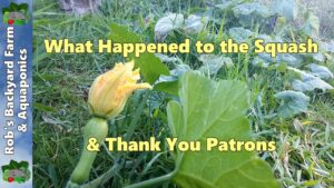 What Happened to the Squash, Front Yard Update & Thanks Patrons