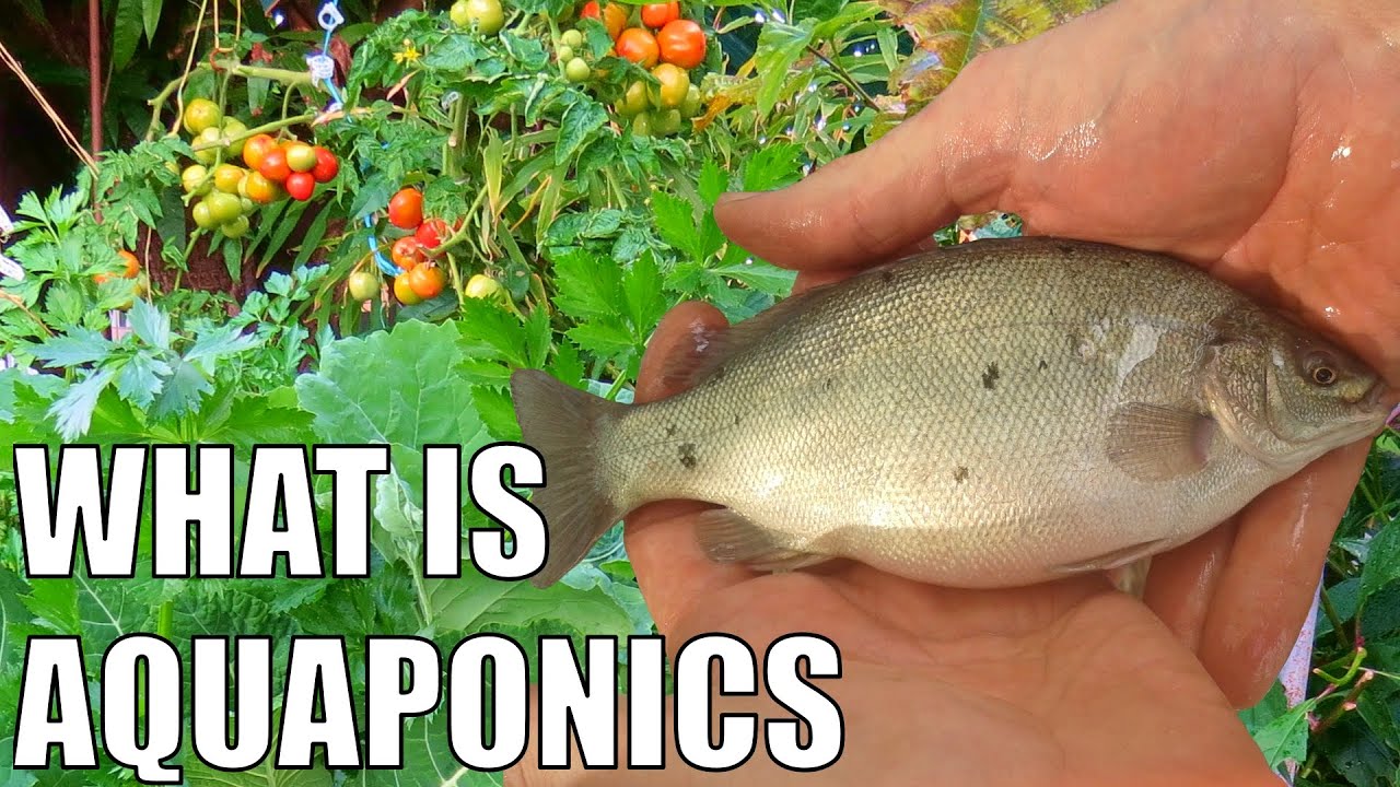 What is Aquaponics & How Does it Work ?