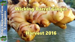 Wicking Barrel Ginger Harvest 2016.