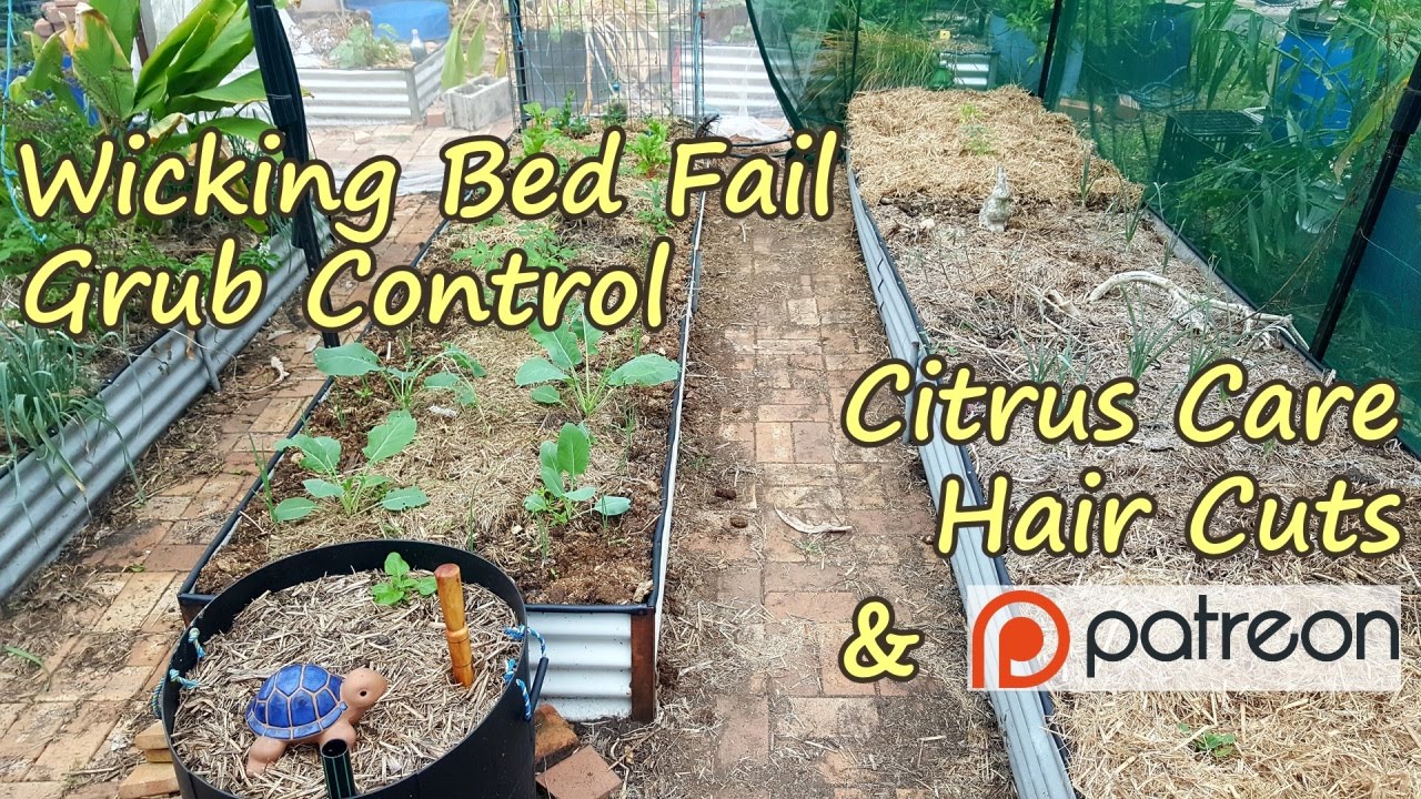 Wicking Bed, Caterpillar Control, Citrus Care, a Few Hair Cuts & Patreon.