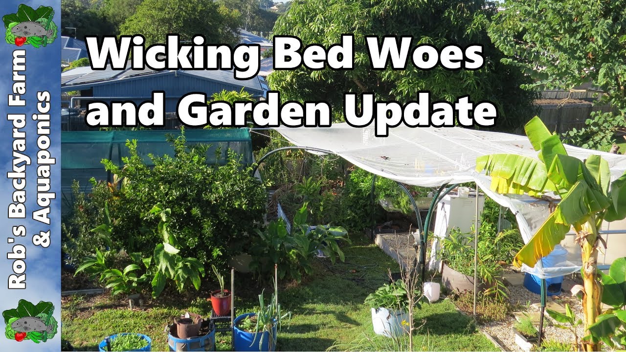Wicking Bed Woes & Garden Update