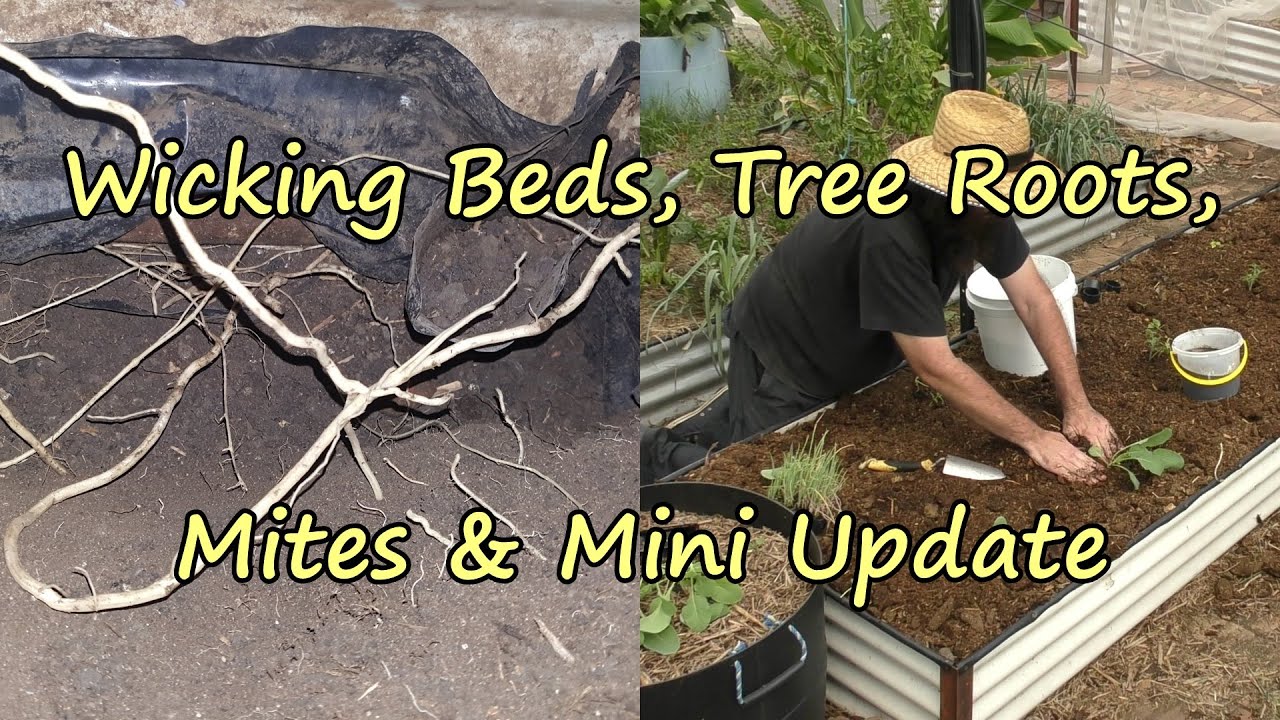 Wicking  beds, the Invasion of the Tree Roots.  Mites & Mini Update Included.