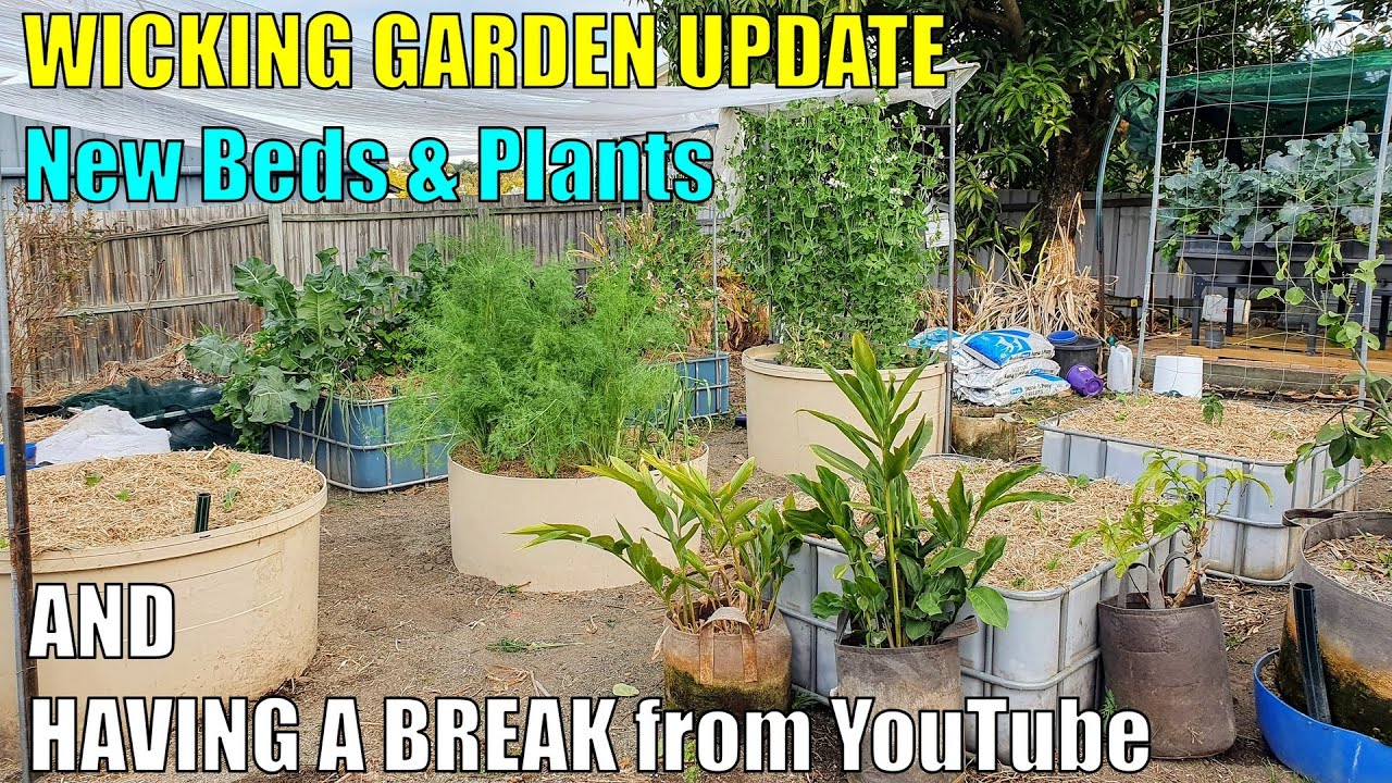 Wicking Veggie Garden Update & Taking a Break 👍