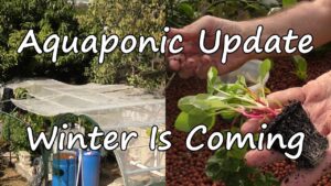 Aquaponic Update,  Winter Is Coming. Planting Out the beds & Quick look at the fish. May 2016.
