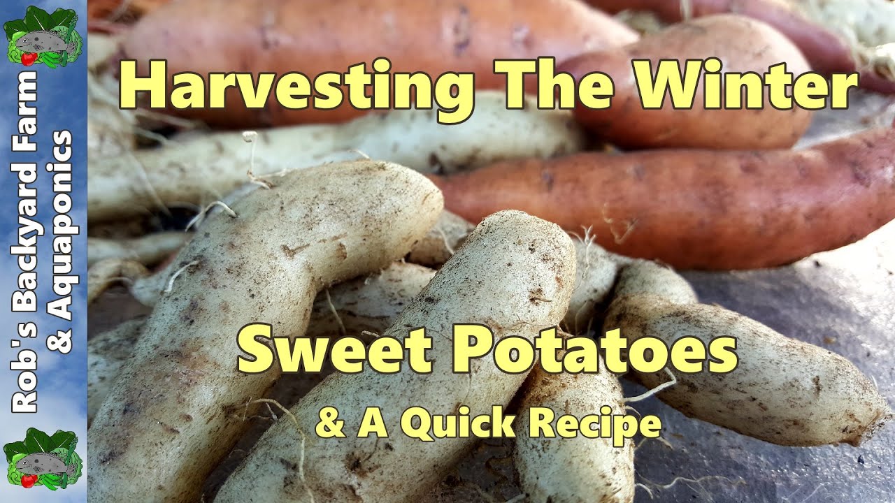 Winter Sweet Potato Harvest & a Quick Recipe